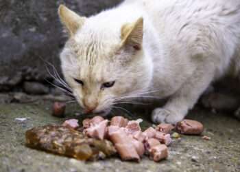 Detail of domestic animals abandoned in the street, animal abuse