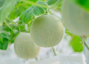 young green melon or cantaloupe growing in the greenhouse