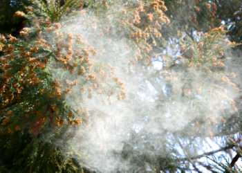 Cedar pollen