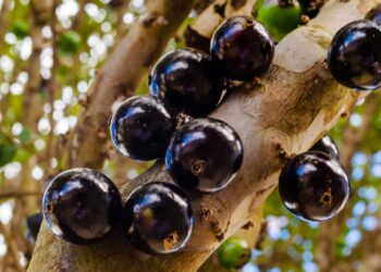 Foto: iStock