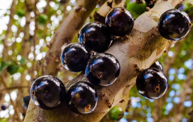 Foto: iStock