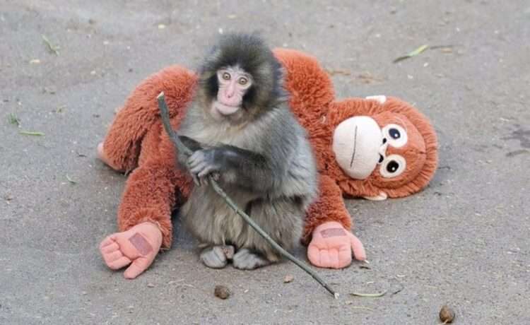 Punch com seu bicho de pelúcia. Foto: Reprodução/X/市川市動植物園