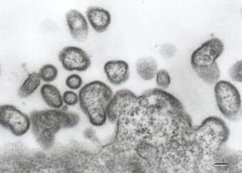 Foto: Reprodução/大阪医科薬科大学医学部微生物学