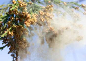Foto: iStockphoto