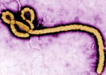 Vírus Ebola. Foto: Reprodução/CDC
