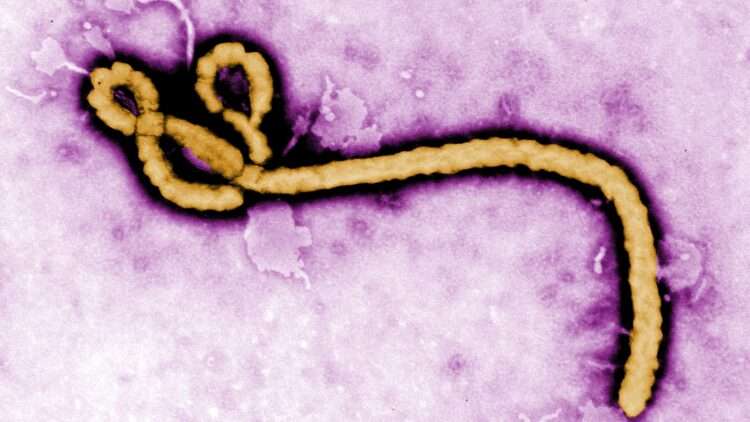 Vírus Ebola. Foto: Reprodução/CDC