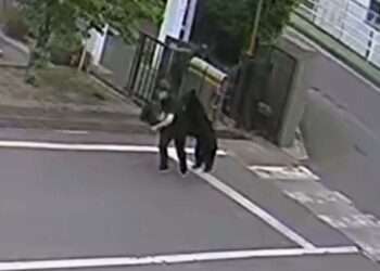 Momento em que urso ataca homem em Fukushima. Foto: Reprodução/FNN