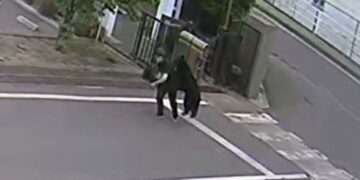 Momento em que urso ataca homem em Fukushima. Foto: Reprodução/FNN