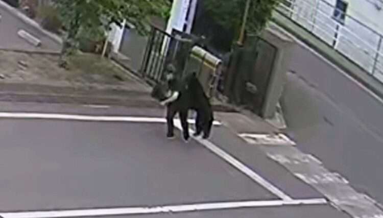Momento em que urso ataca homem em Fukushima. Foto: Reprodução/FNN