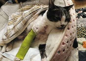 Gato atacado por cão em Mie. Foto: Reprodução/Chunichi