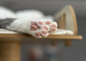 Foto: iStockphoto