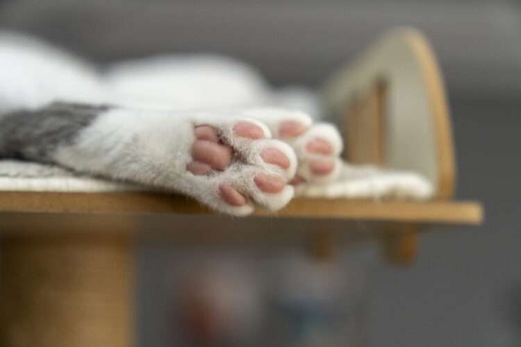 Foto: iStockphoto