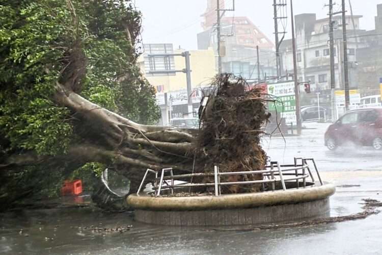 Árvore derrubada por tufão em Okinawa. Foto: Reprodução/X