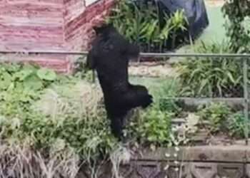 Urso antes de ser capturado em Utsunomiya. Foto: Reprodução/ANN