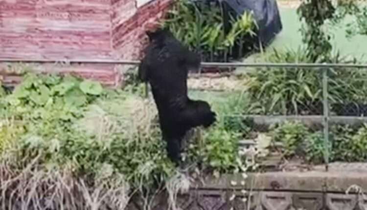 Urso antes de ser capturado em Utsunomiya. Foto: Reprodução/ANN