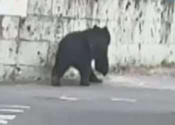 Urso visto em Utsunomiya. Foto: Reprodução/NHK