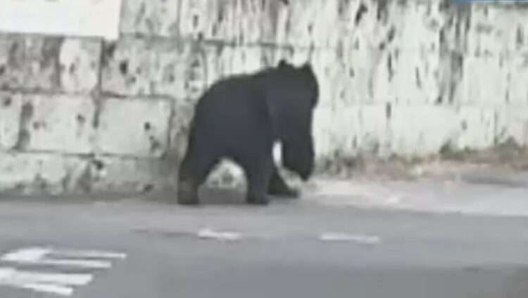Urso visto em Utsunomiya. Foto: Reprodução/NHK