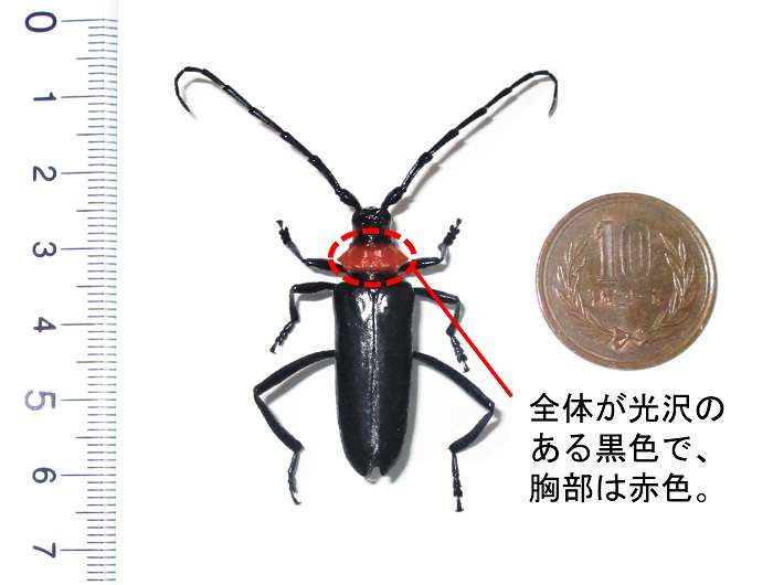 Foto: Divulgação/Prefeitura de Takasaki