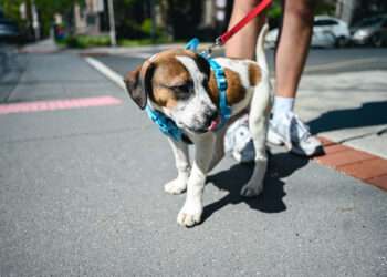 Foto: iStockphoto