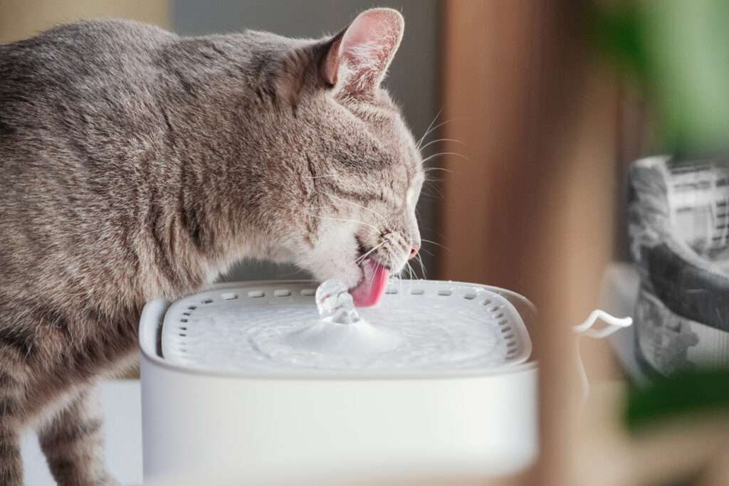 Foto: iStockphoto