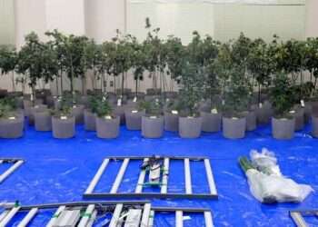 Maconha apreendida em Itoman. Foto: Reprodução/Polícia de Okinawa
