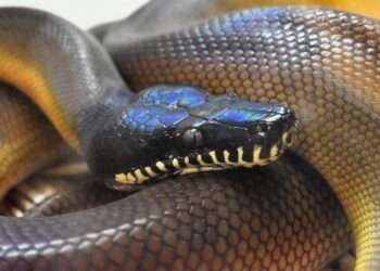 Cobra da espécie píton-de-Albertis Foto: Tylwyth Eldar/Wikimedia Commons