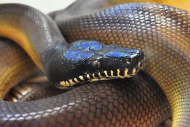 Cobra da espécie píton-de-Albertis Foto: Tylwyth Eldar/Wikimedia Commons