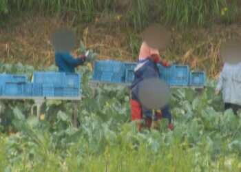 Trabalhadores de fazenda denunciada em Hokkaido. Foto: Reprodução/JNN