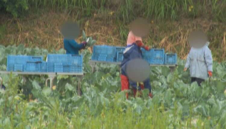 Trabalhadores de fazenda denunciada em Hokkaido. Foto: Reprodução/JNN