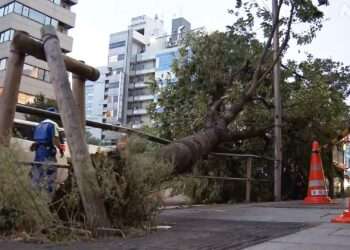 Árvore tombada pelo vento. Foto: Reprodução/NHK