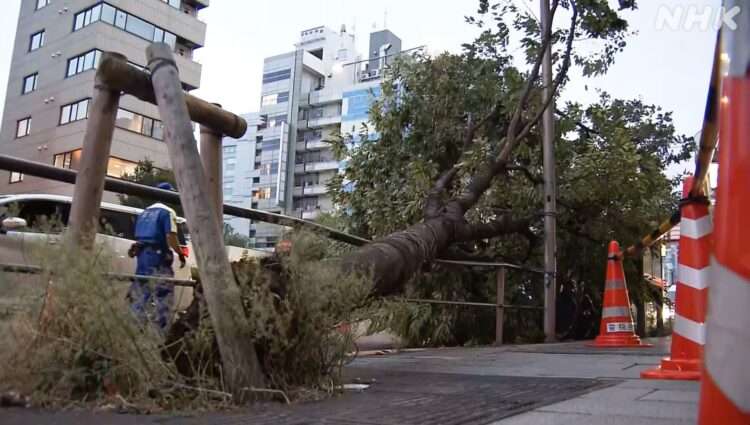Árvore tombada pelo vento. Foto: Reprodução/NHK